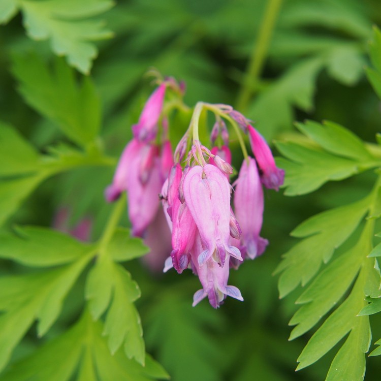 bleeding heart plant leaves