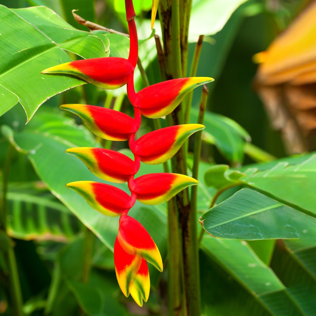 Heliconia Rostrata 花言葉 学名 よくある質問 Picturethis