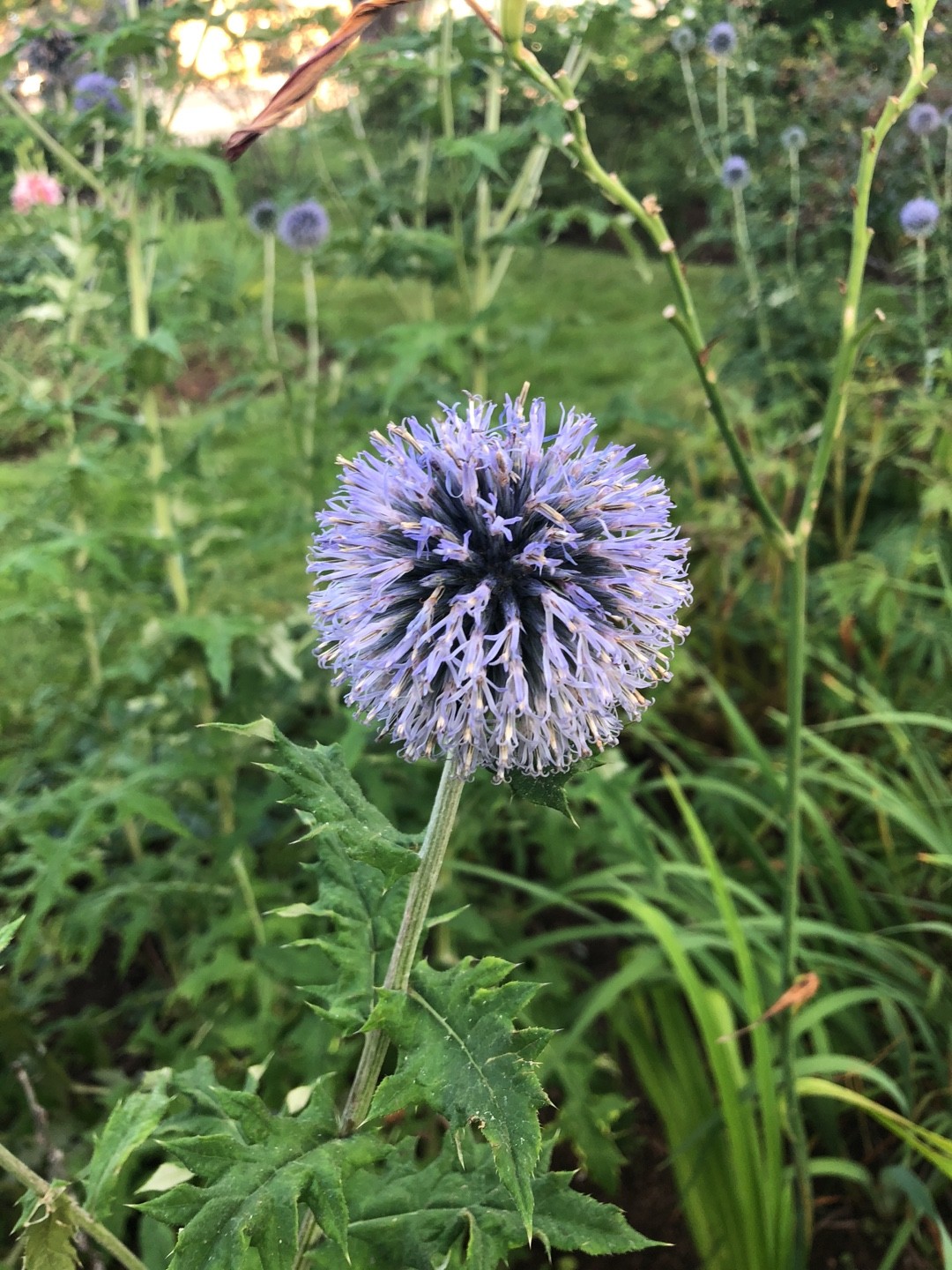 ヒゴタイ属 Echinops 花言葉 学名 よくある質問 Picturethis