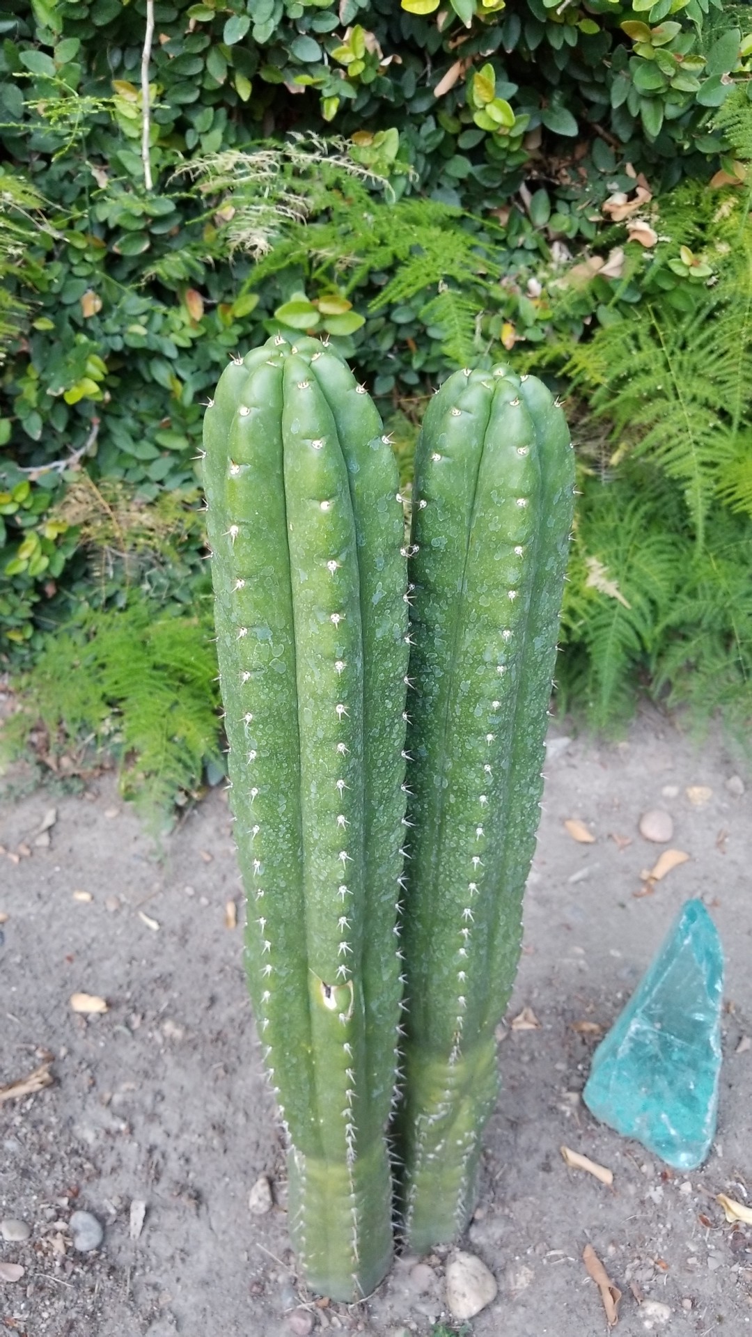 Cereus Hildmannianus Cereus Hildmannianus 日常養生 Picturethis