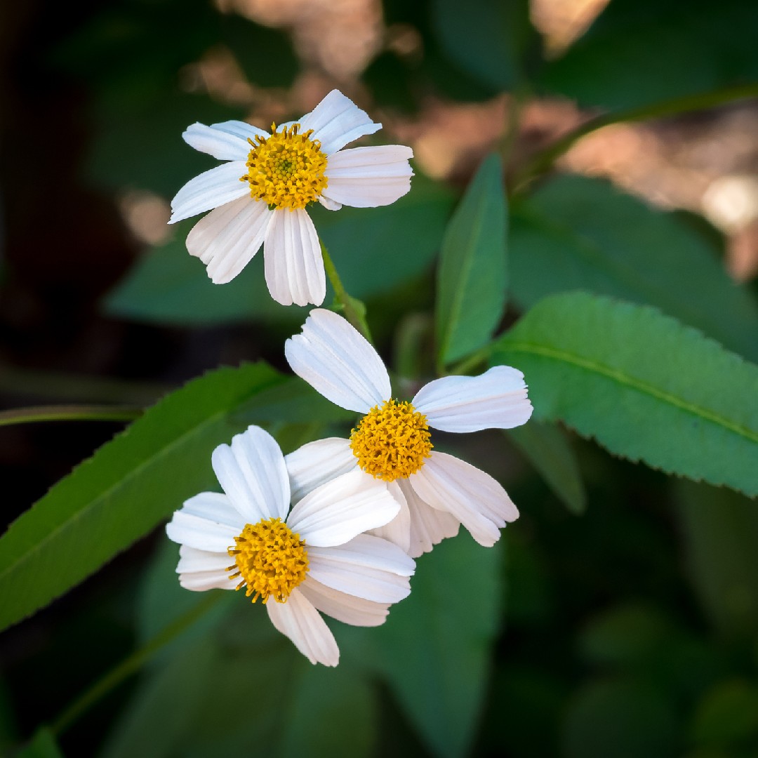 bidens-alba-picturethis