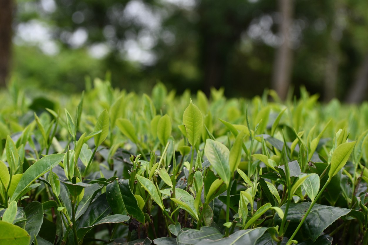 Camellia sinensis var. assamica (Camellia sinensis var. assamica