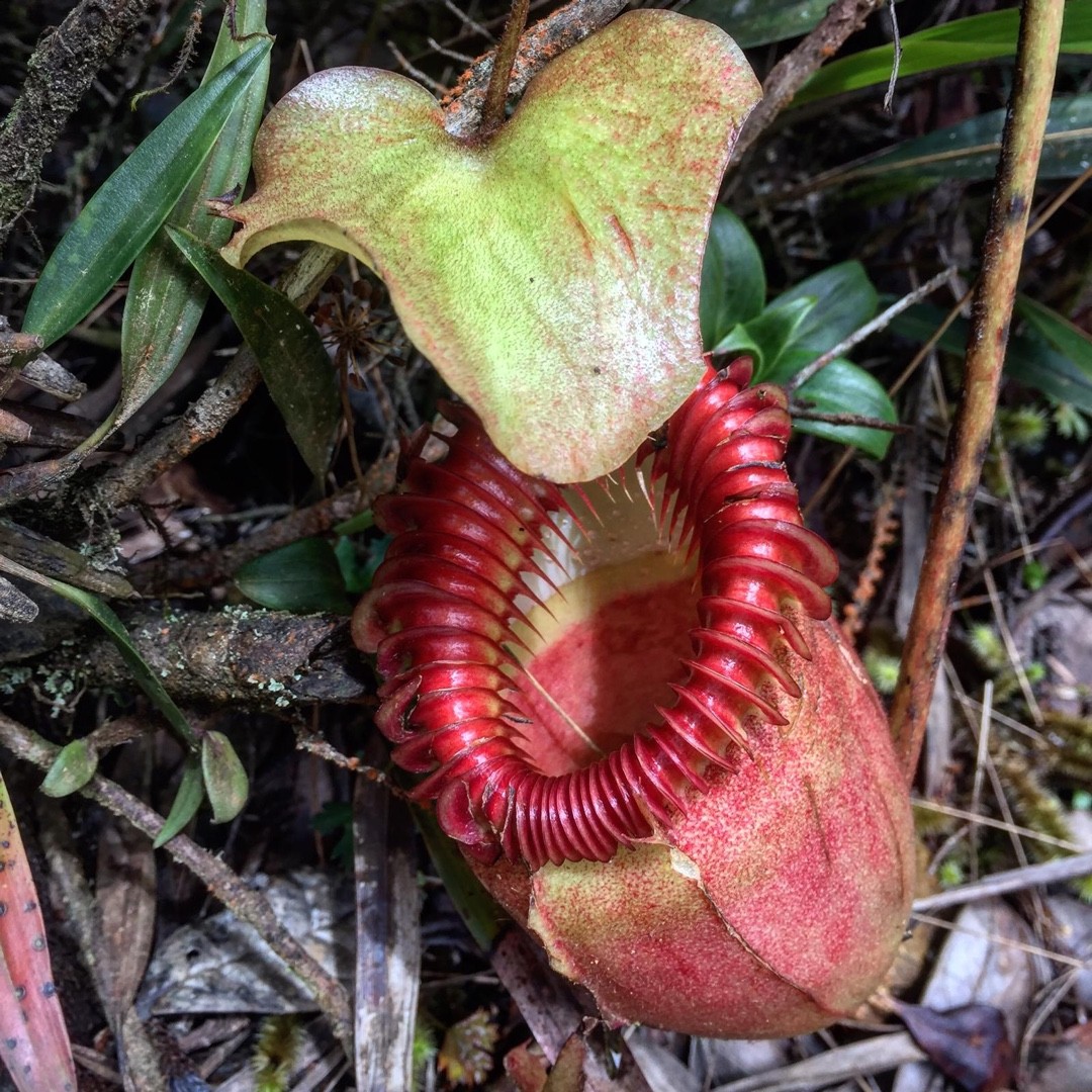 Nepenthes villosa - PictureThis