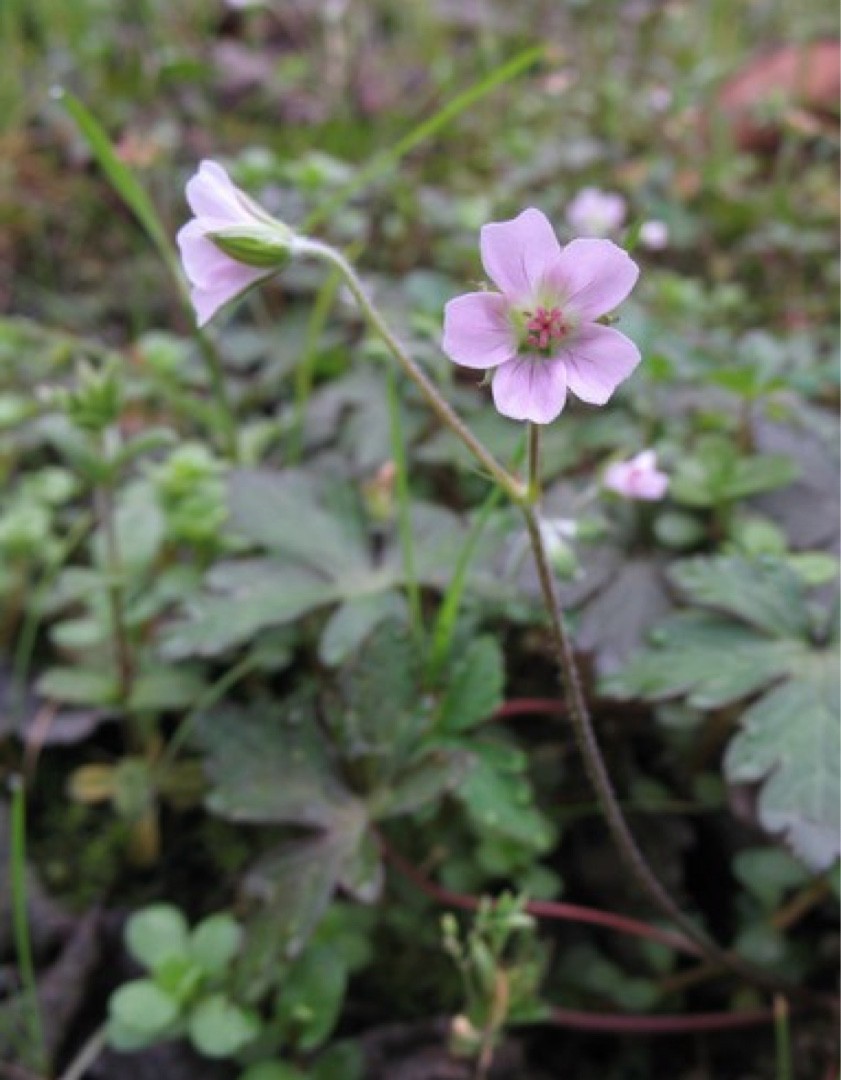 ゲンノショウコ Geranium Nepalense 花言葉 毒性 よくある質問 Picturethis