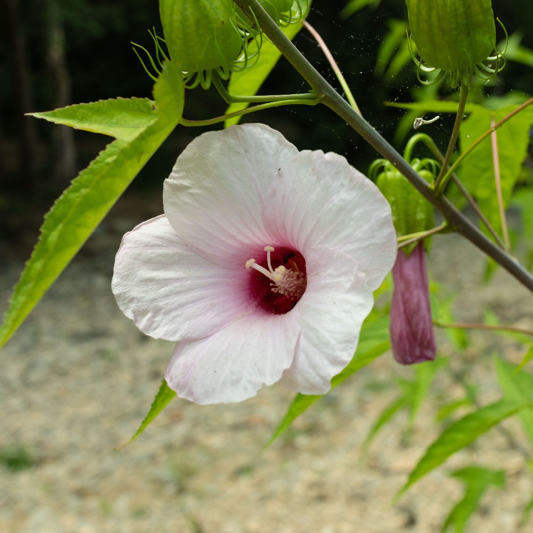 Hibiscus Laevis 花言葉 学名 よくある質問 Picturethis