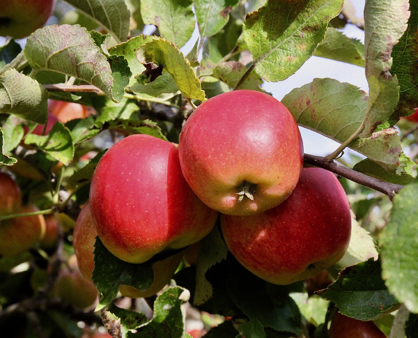 Malus Domestica Jonagold Malus Domestica Jonagold Picturethis