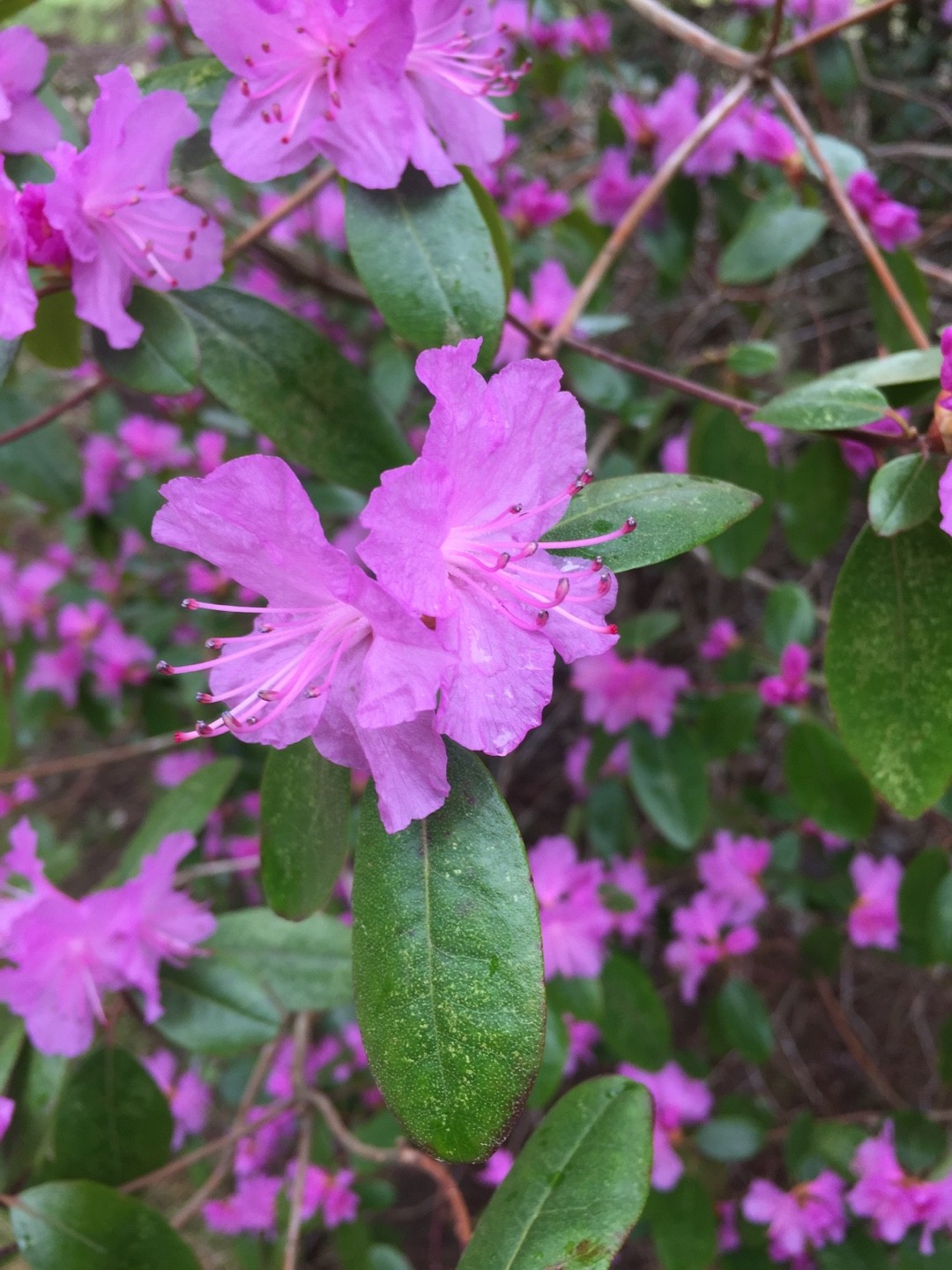 エゾムラサキツツジ 蝦夷紫躑躅 Rhododendron Dauricum Picturethis