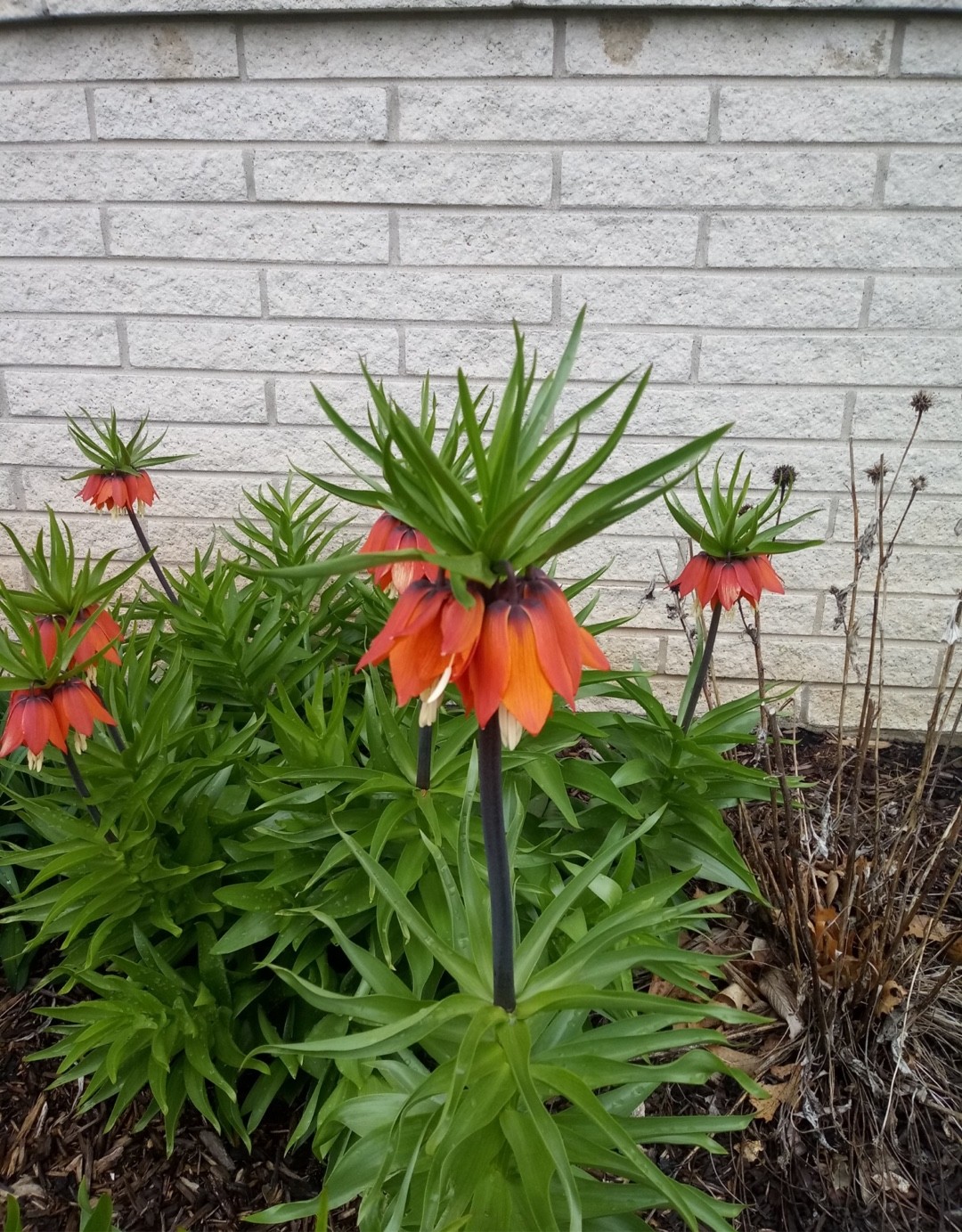 Fritillaria Imperialis 'Brahms' (Fritillaria Imperialis 'Brahms ...