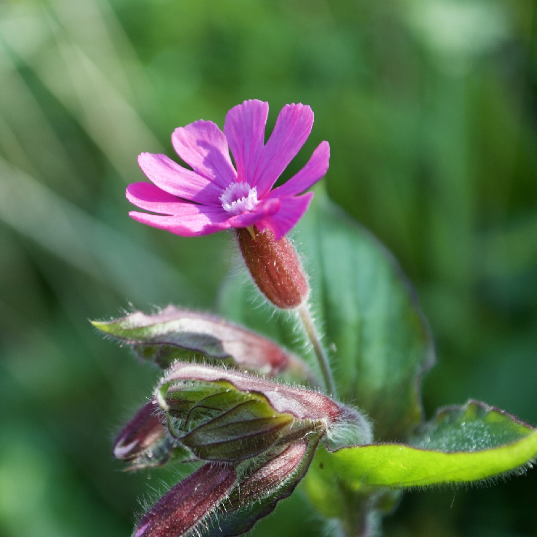 ノヴァの役割ではどんな花が春に咲きますか Picturethis