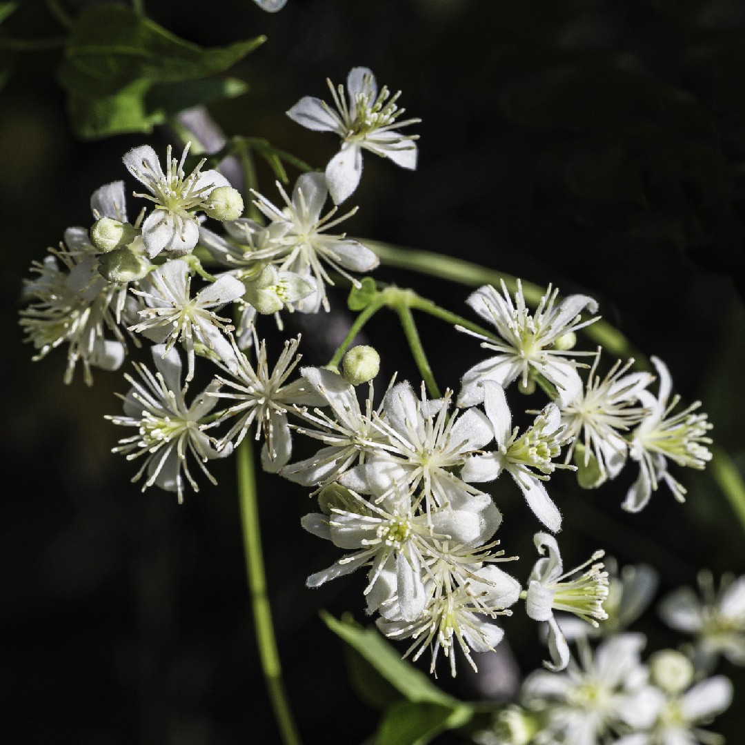 クレマチス リグスチキフォリア Clematis Ligusticifolia 日常養生 Picturethis