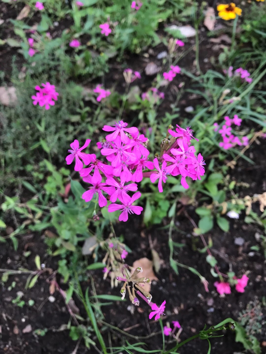 ムシトリナデシコ 虫取り撫子 Atocion Armeria 花言葉 学名 よくある質問 Picturethis