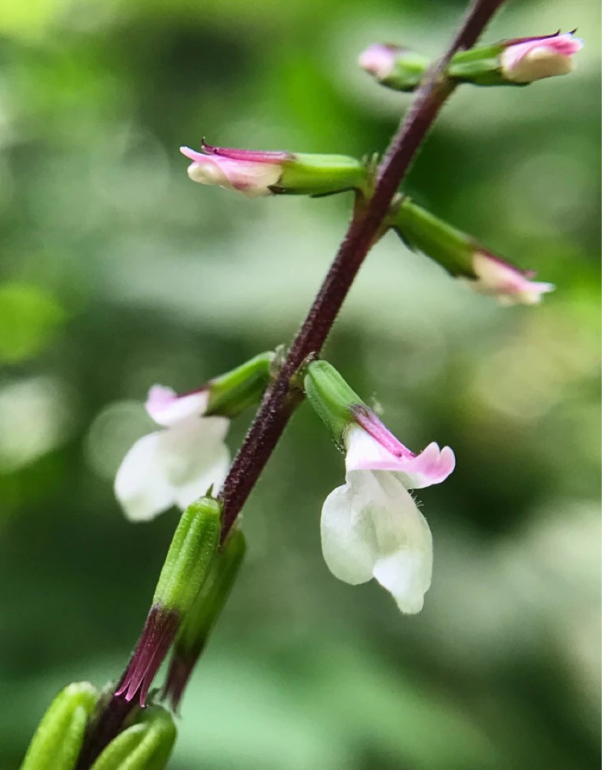 Phryma Leptostachya 花言葉 学名 よくある質問 Picturethis