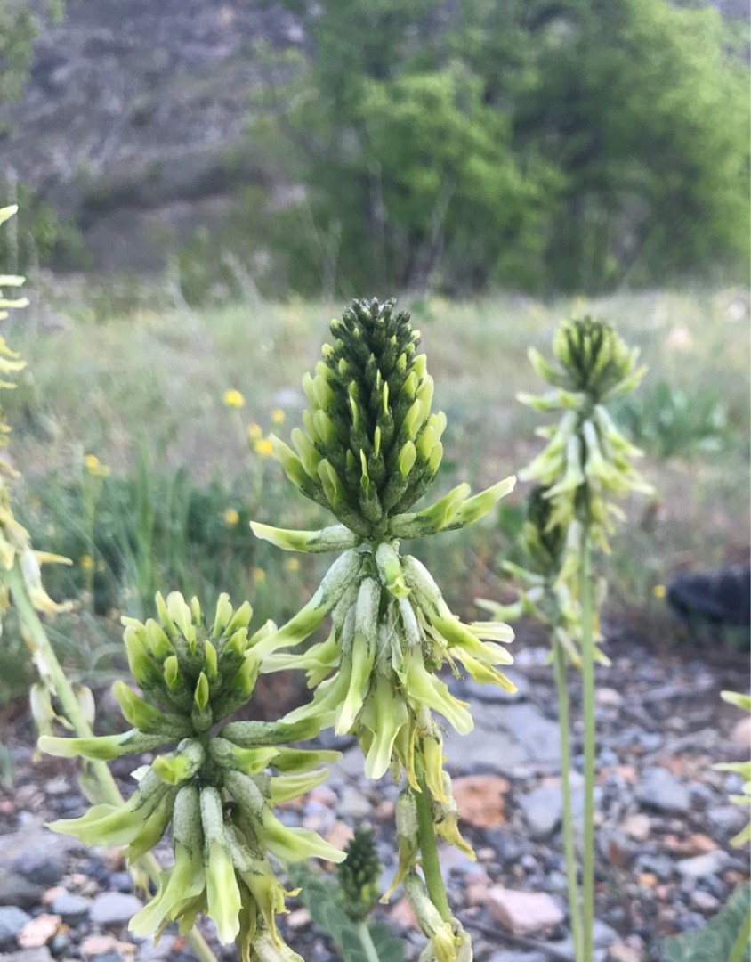 アストラガラス カナデンシス Astragalus Canadensis 花言葉 学名 よくある質問 Picturethis