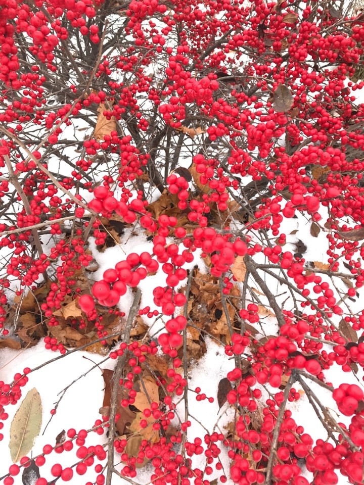 Ilex Verticillata 'Wildfire' - PictureThis