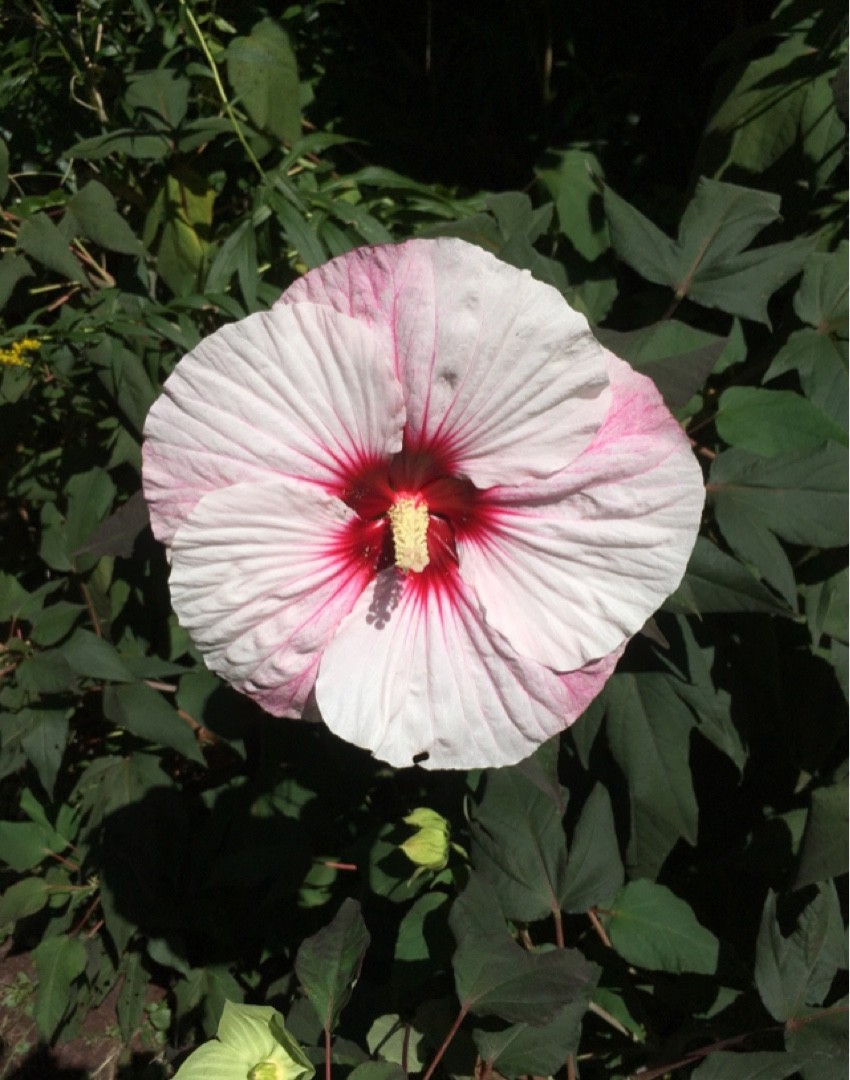 Hibiscus Moscheutos 'Perfect Storm' (Hibiscus Moscheutos 'Perfect Storm ...