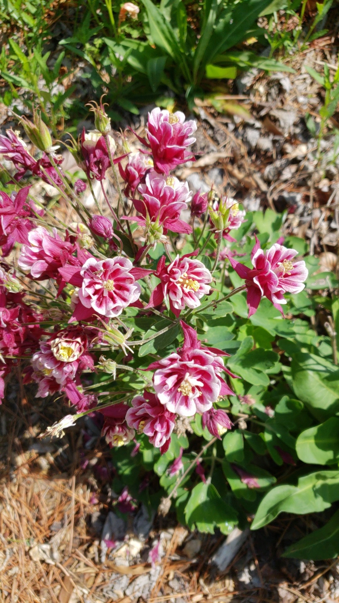 Aquilegia Vulgaris Winky Double Red Aquilegia Vulgaris Winky Double