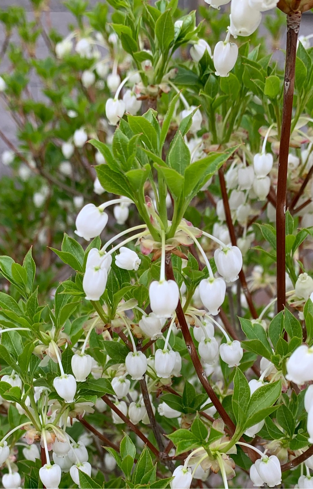 Enkianthus 花言葉 学名 よくある質問 Picturethis