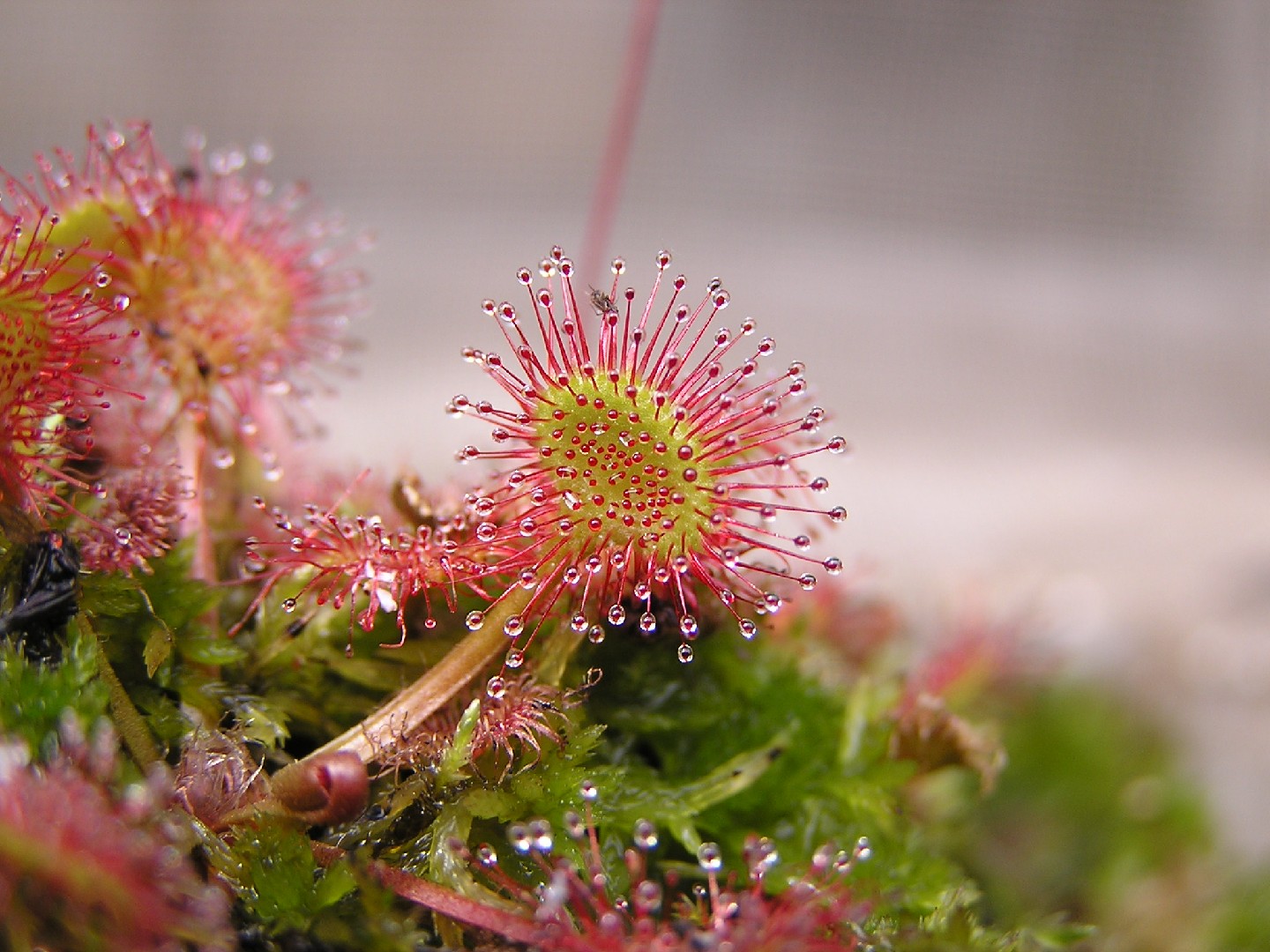 モウセンゴケ 毛氈苔 Drosera Rotundifolia 花言葉 学名 よくある質問 Picturethis