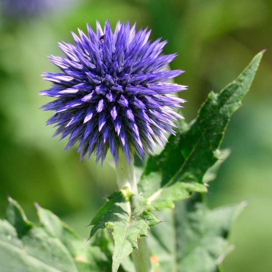 ルリタマアザミ 瑠璃玉薊 Echinops Ritro 花言葉 学名 よくある質問 Picturethis