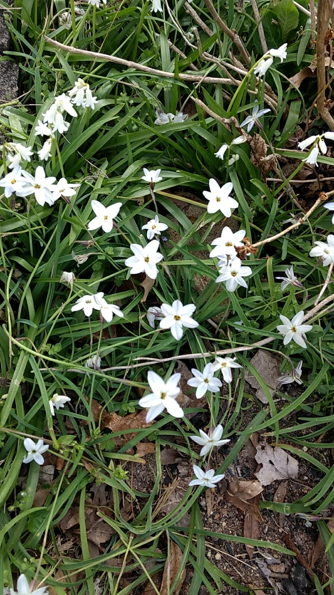 ハナニラ属 Ipheion 花言葉 毒性 よくある質問 Picturethis