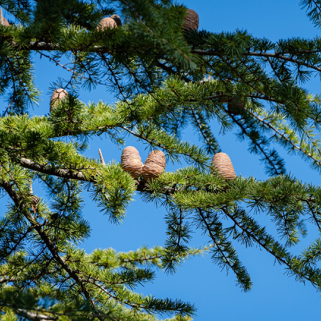 ヒマラヤスギ Cedrus Deodara 花言葉 毒性 よくある質問 Picturethis