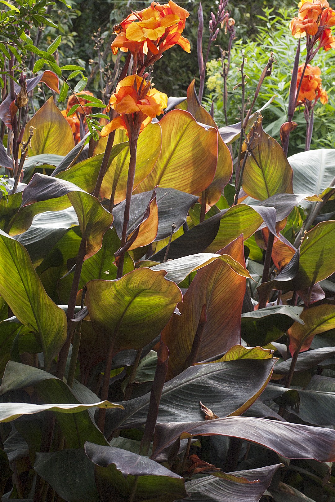 Canna × Generalis Wyoming Picturethis