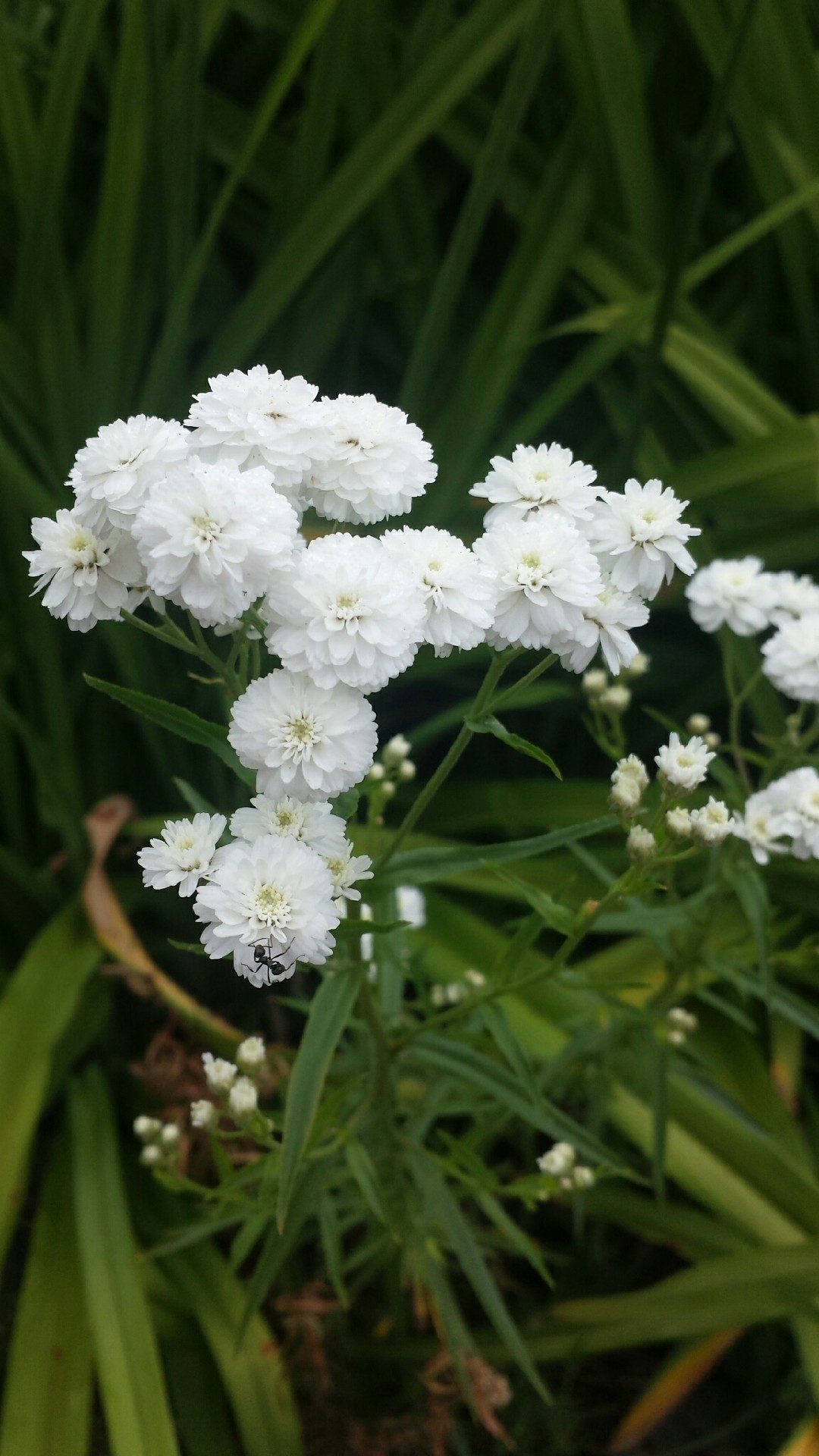 The Pearl Of Achillea: A Breathtaking Perennial For Your Garden