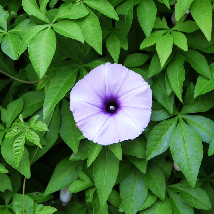 モミジバヒルガオ 紅葉昼顔 Ipomoea Cairica 花言葉 学名 よくある質問 Picturethis