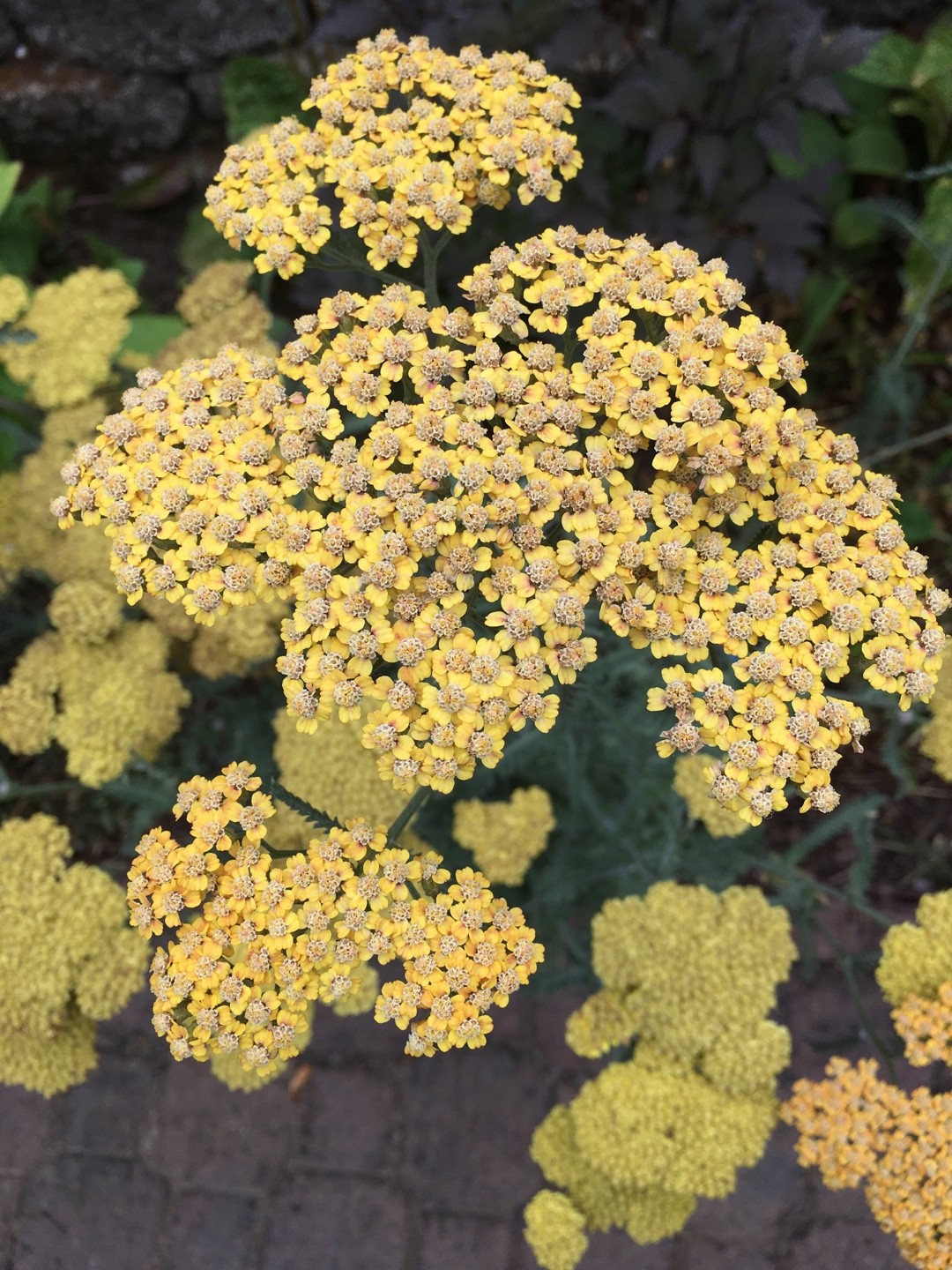 ノコギリソウ属 Achillea 花言葉 学名 よくある質問 Picturethis