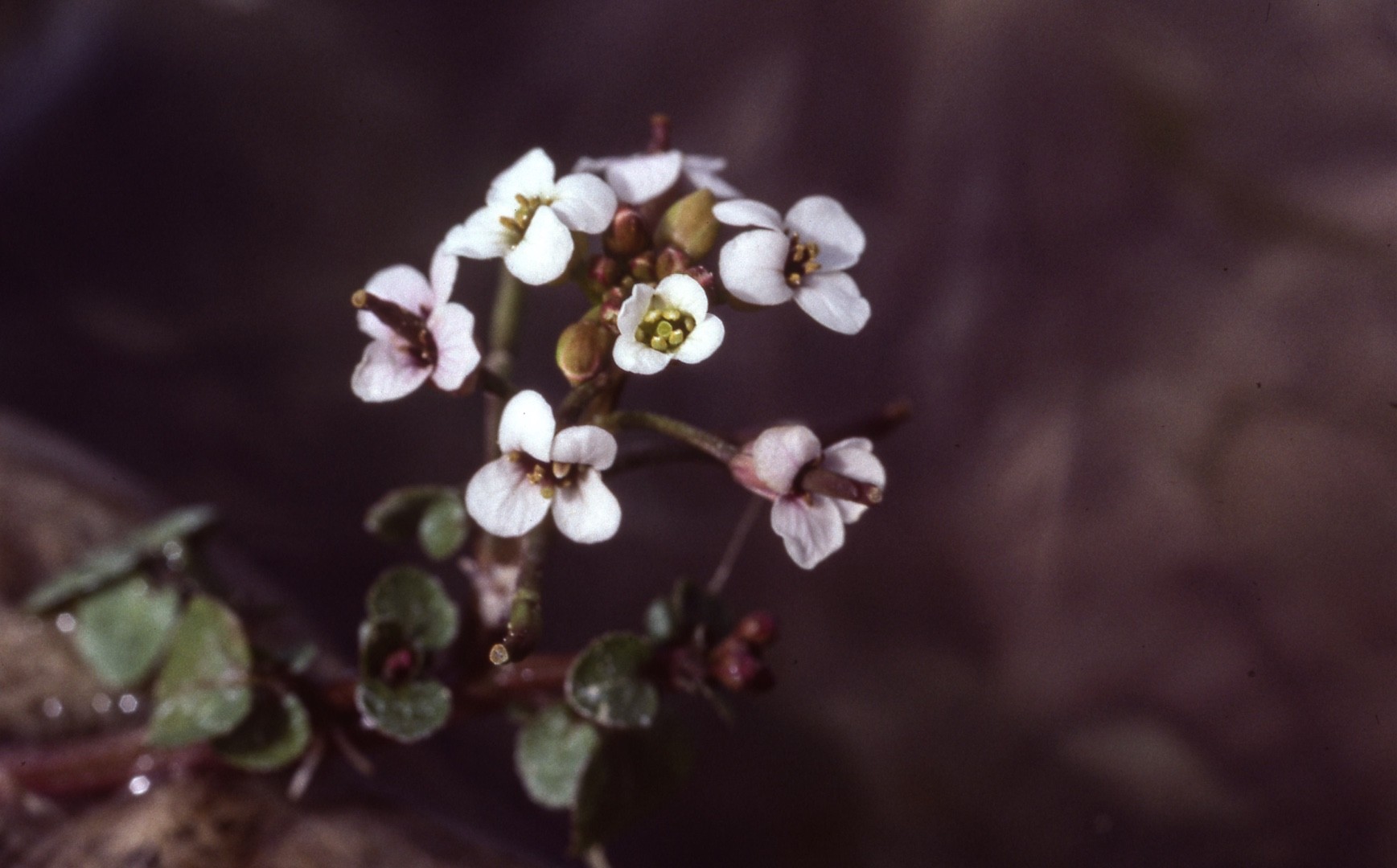 Dänisches Löffelkraut (Cochlearia danica) - PictureThis