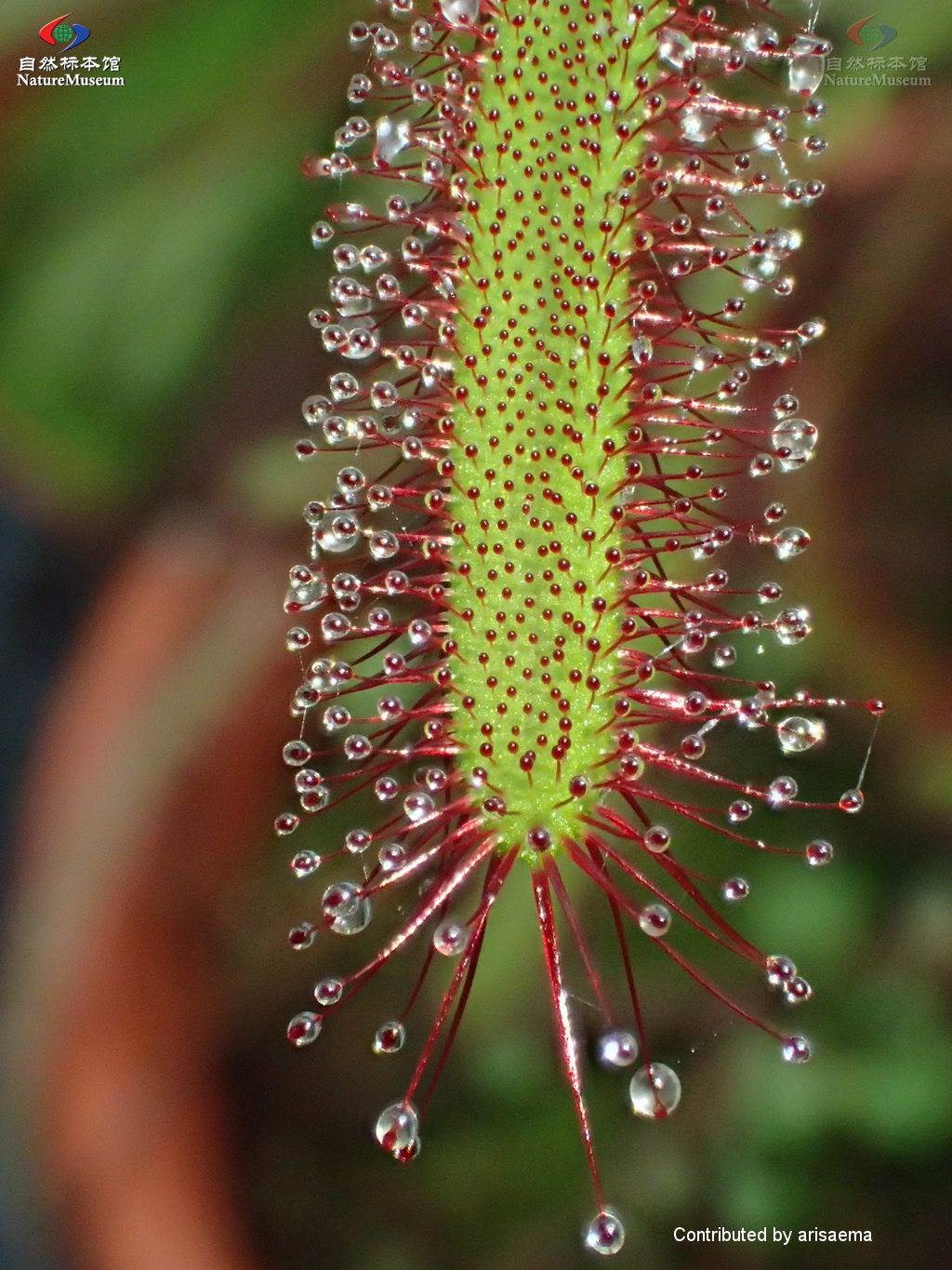 アフリカナガバノモウセンゴケ Drosera Capensis 花言葉 学名 よくある質問 Picturethis