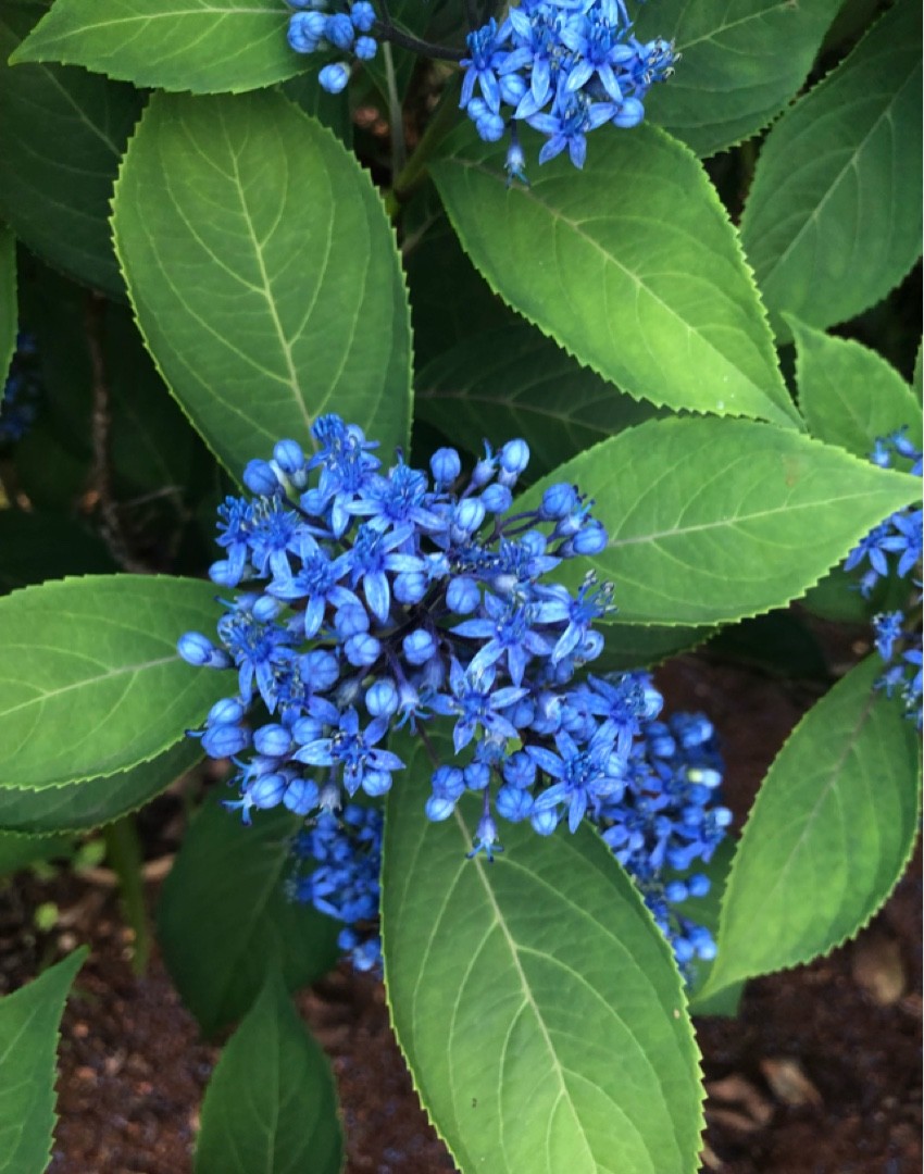 Hydrangea Febrifuga Hydrangea Febrifuga 日常養生 Picturethis