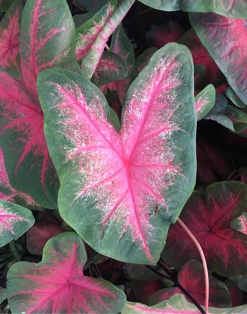 Caladium bicolor 'Kathleen' Flower, Leaf, Uses - PictureThis