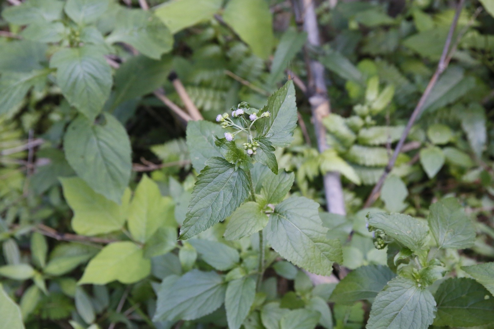 Ageratum Conyzoides 花言葉 学名 よくある質問 Picturethis