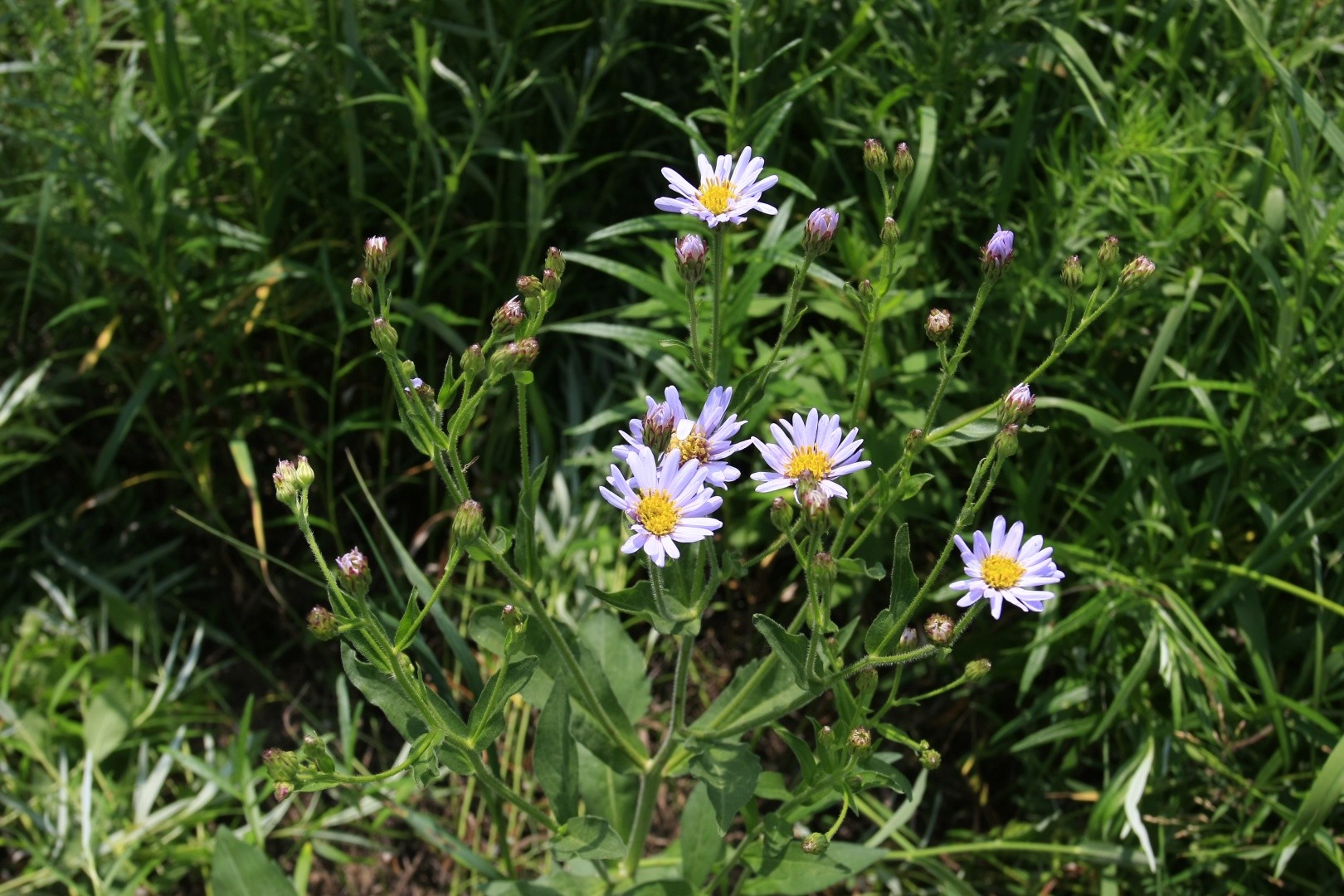 シオン 紫苑 Aster Tataricus 花言葉 学名 よくある質問 Picturethis