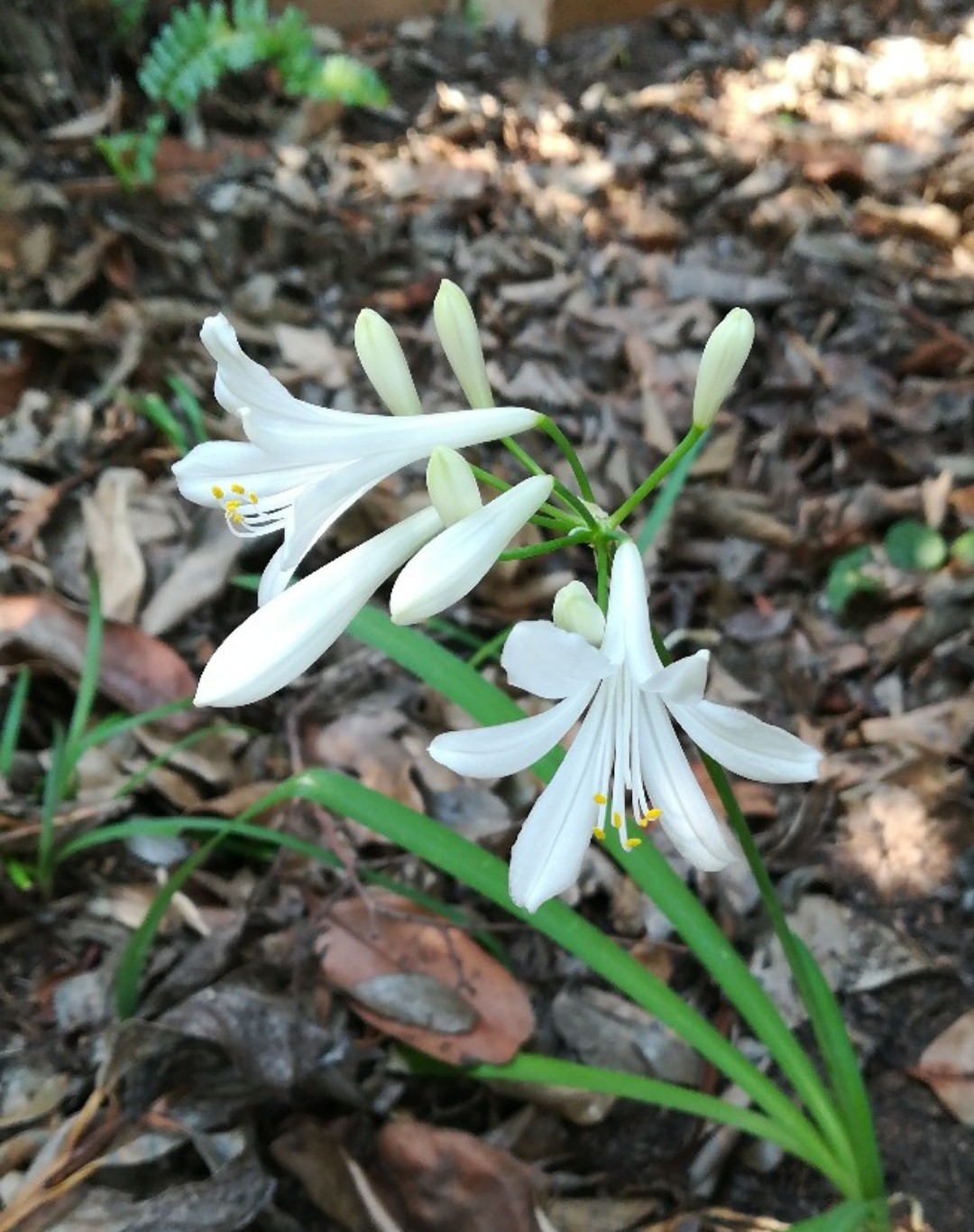 Flor de lis (Paradisea liliastrum) - PictureThis