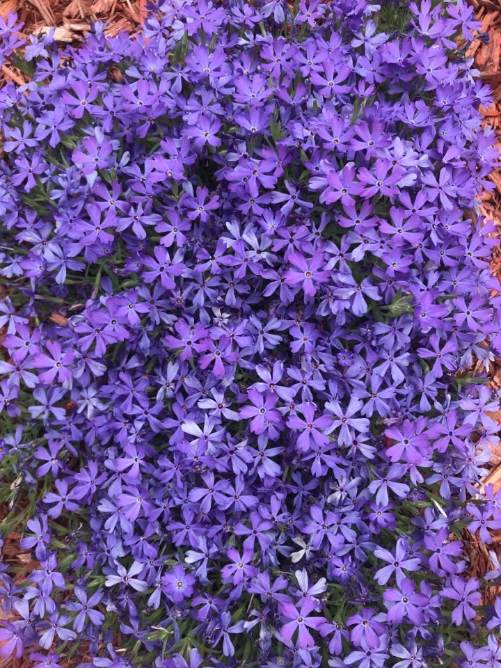 Phlox Subulata Violet Pinwheels Phlox Subulata Violet Pinwheels Picturethis