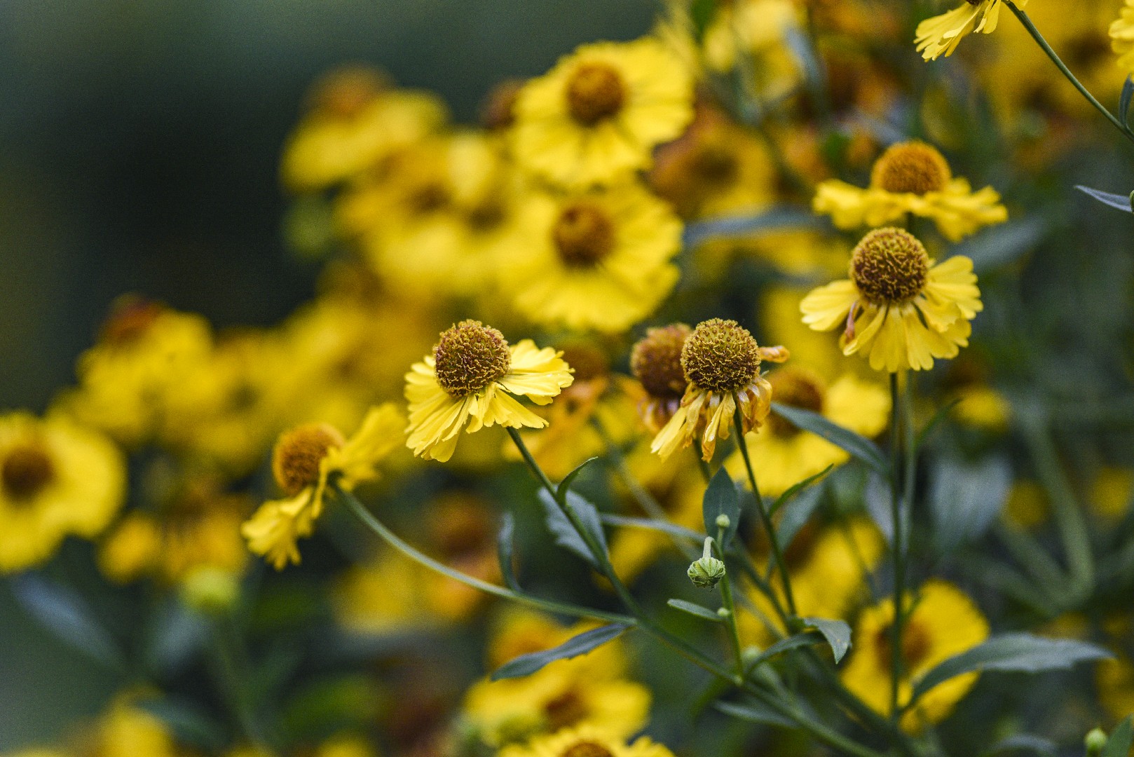 Helianthus annuus 'Soraya' PictureThis