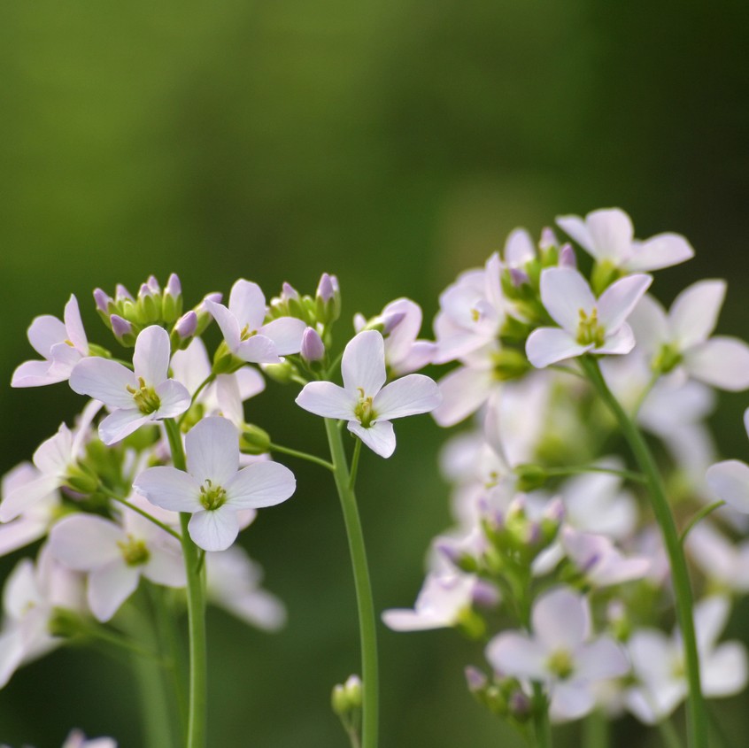 Cuckooflower (Cardamine pratensis) Flower, Leaf, Care, Uses - PictureThis