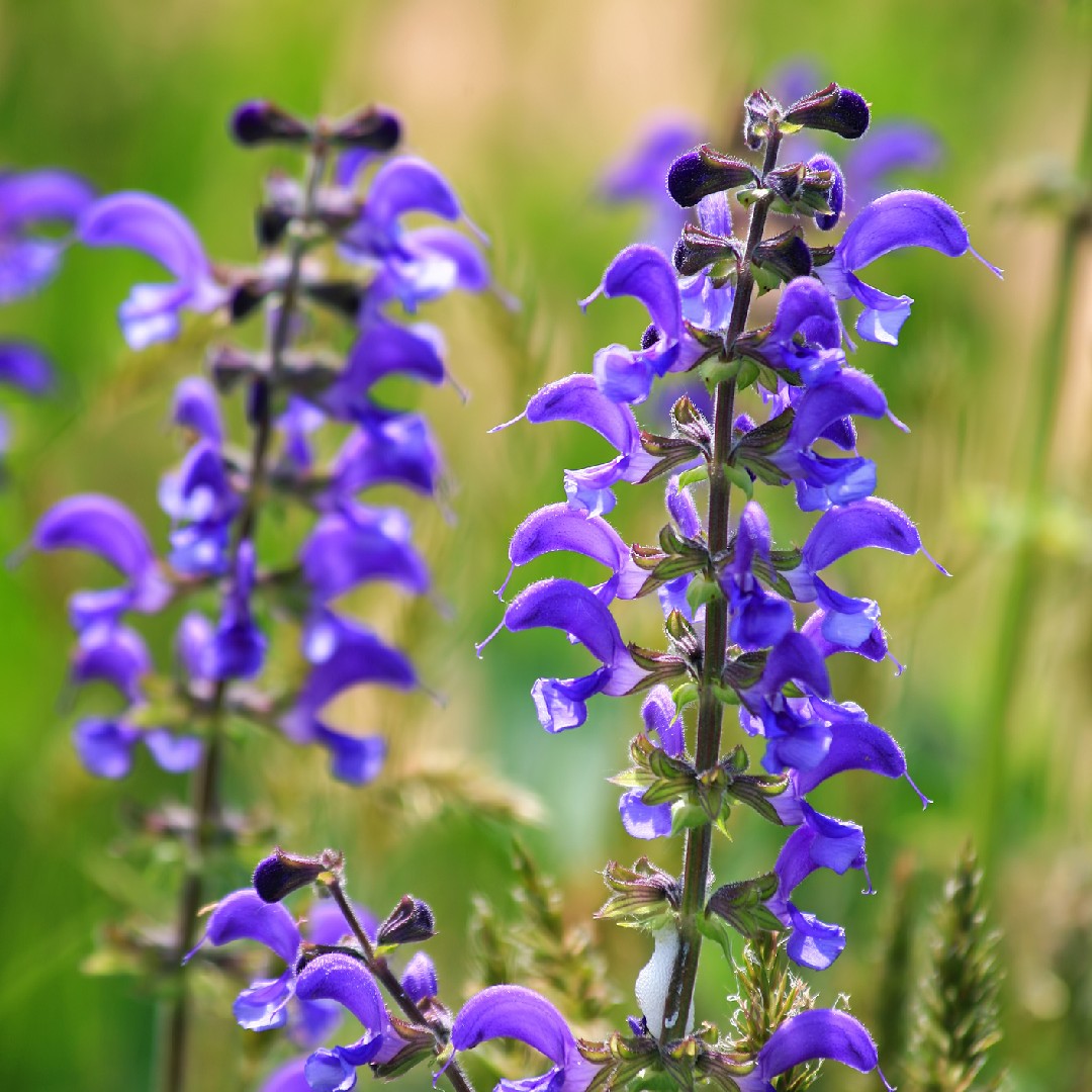 サルビア プラテンシス Salvia Pratensis 花言葉 学名 よくある質問 Picturethis