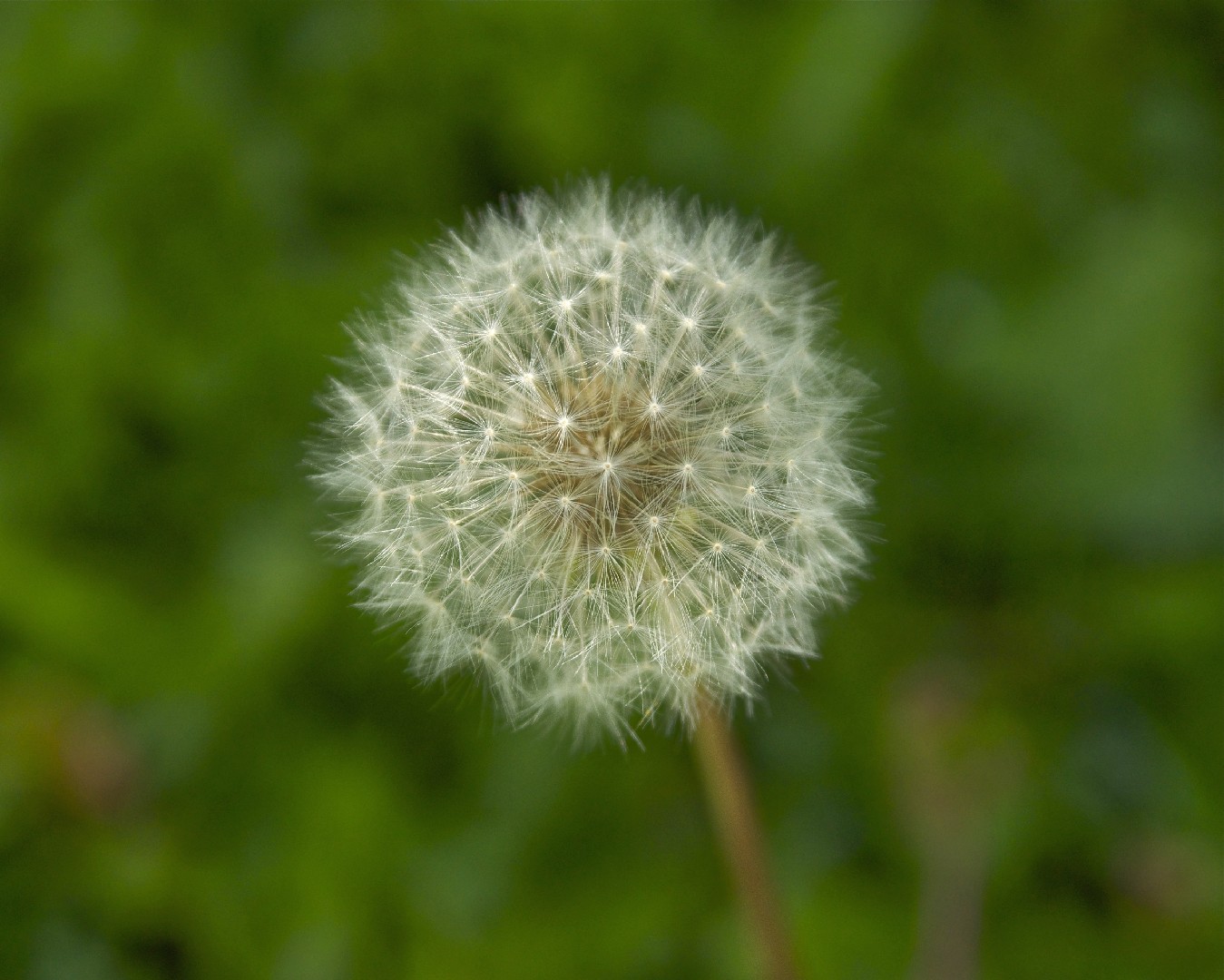 Taraxacum obovatum - PictureThis