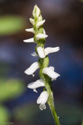 Spiranthes Ovalis PictureThis   E4E2CF7FD04E4BAA87F723A922183021 