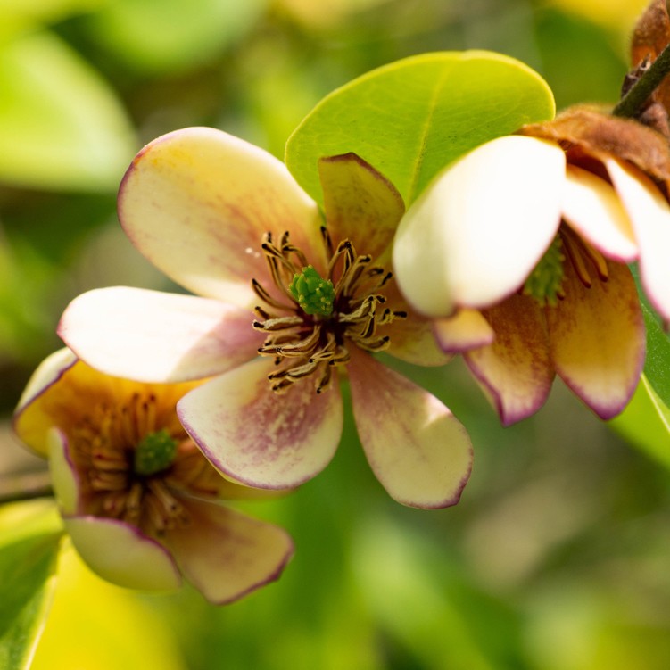 カラタネオガタマ 唐種招霊 Magnolia Figo 花言葉 学名 よくある質問 Picturethis