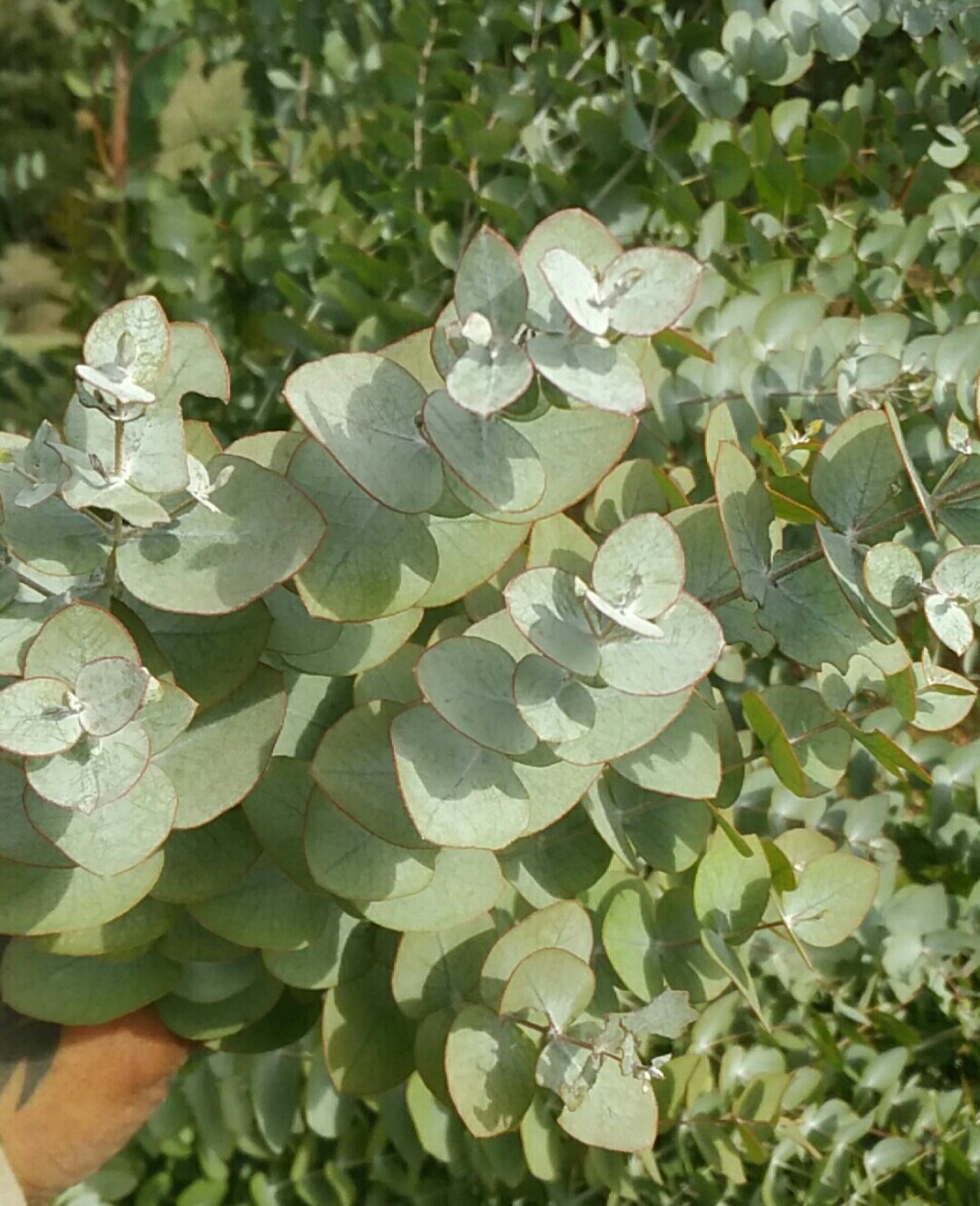 Eucalyptus Cinerea Picturethis