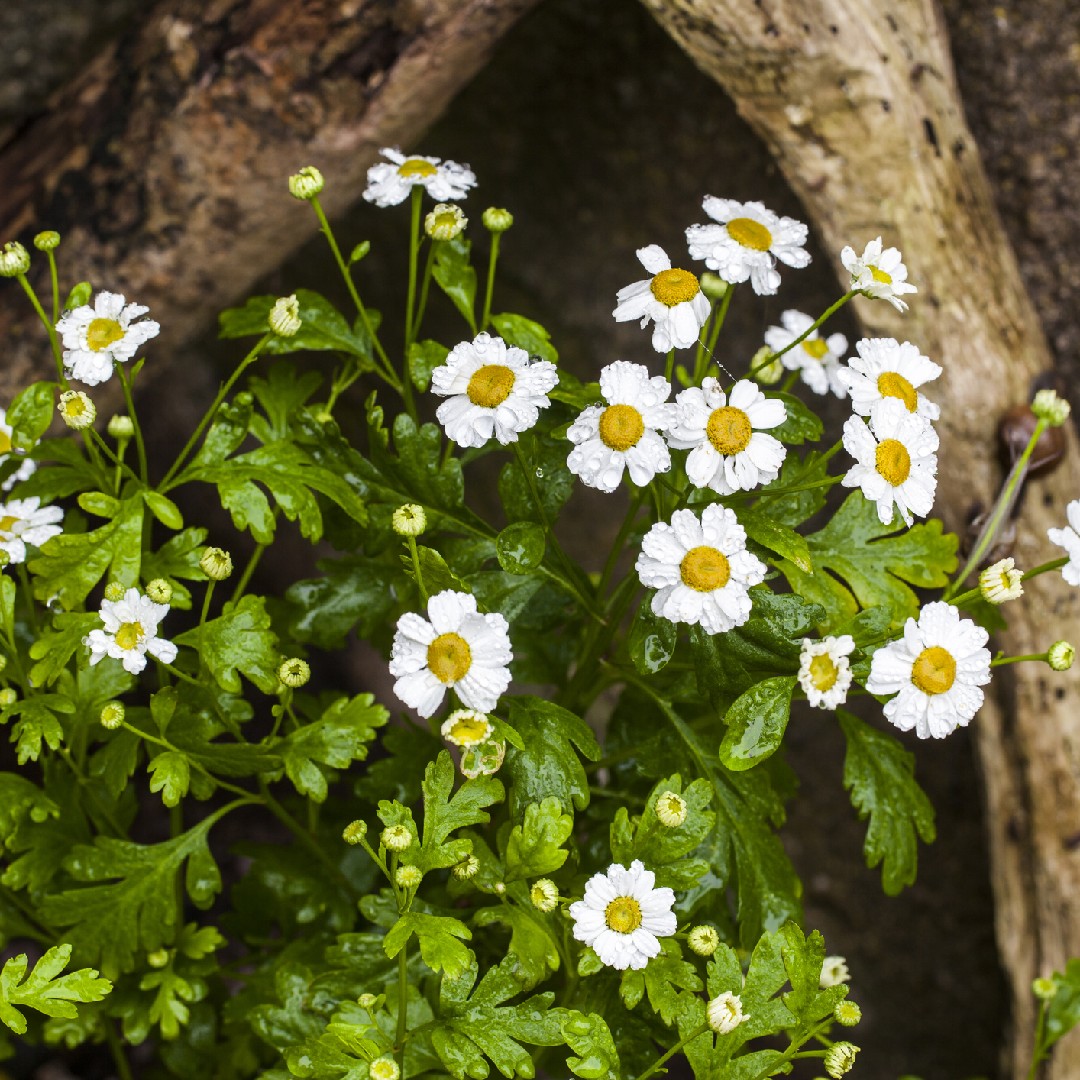 ナツシロギク Tanacetum Parthenium 花言葉 学名 よくある質問 Picturethis