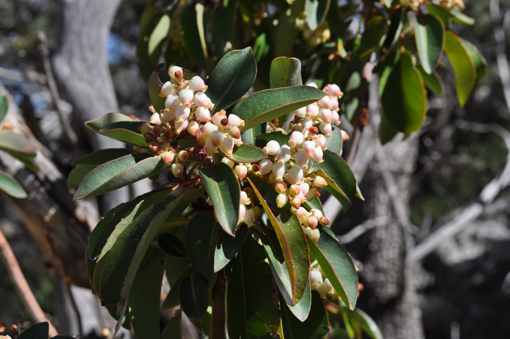 Arbutus Xalapensis - PictureThis