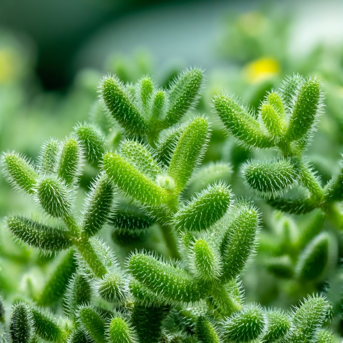 Pickle Plant (Delosperma echinatum) - PictureThis