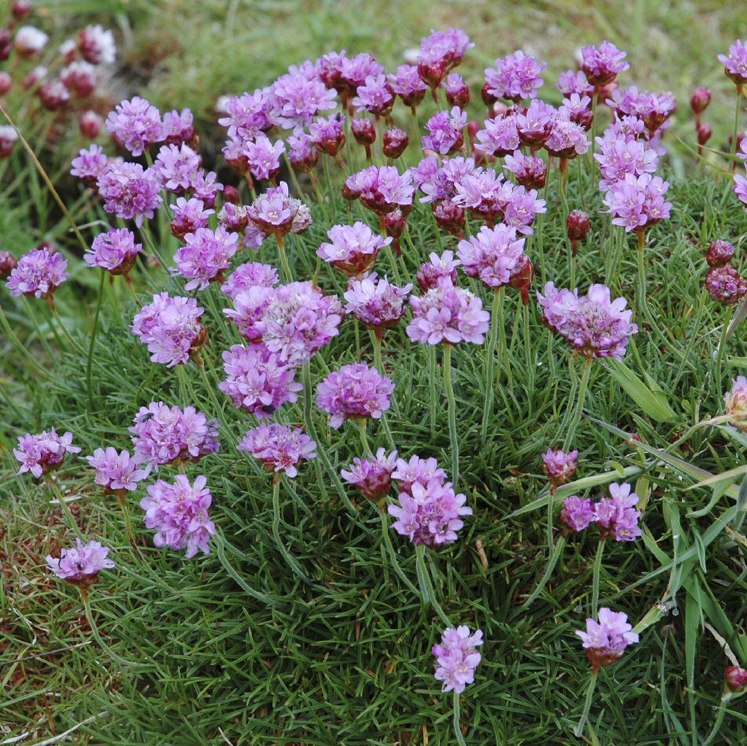 アルメリア マリチマ Armeria Maritima 花言葉 学名 よくある質問 Picturethis