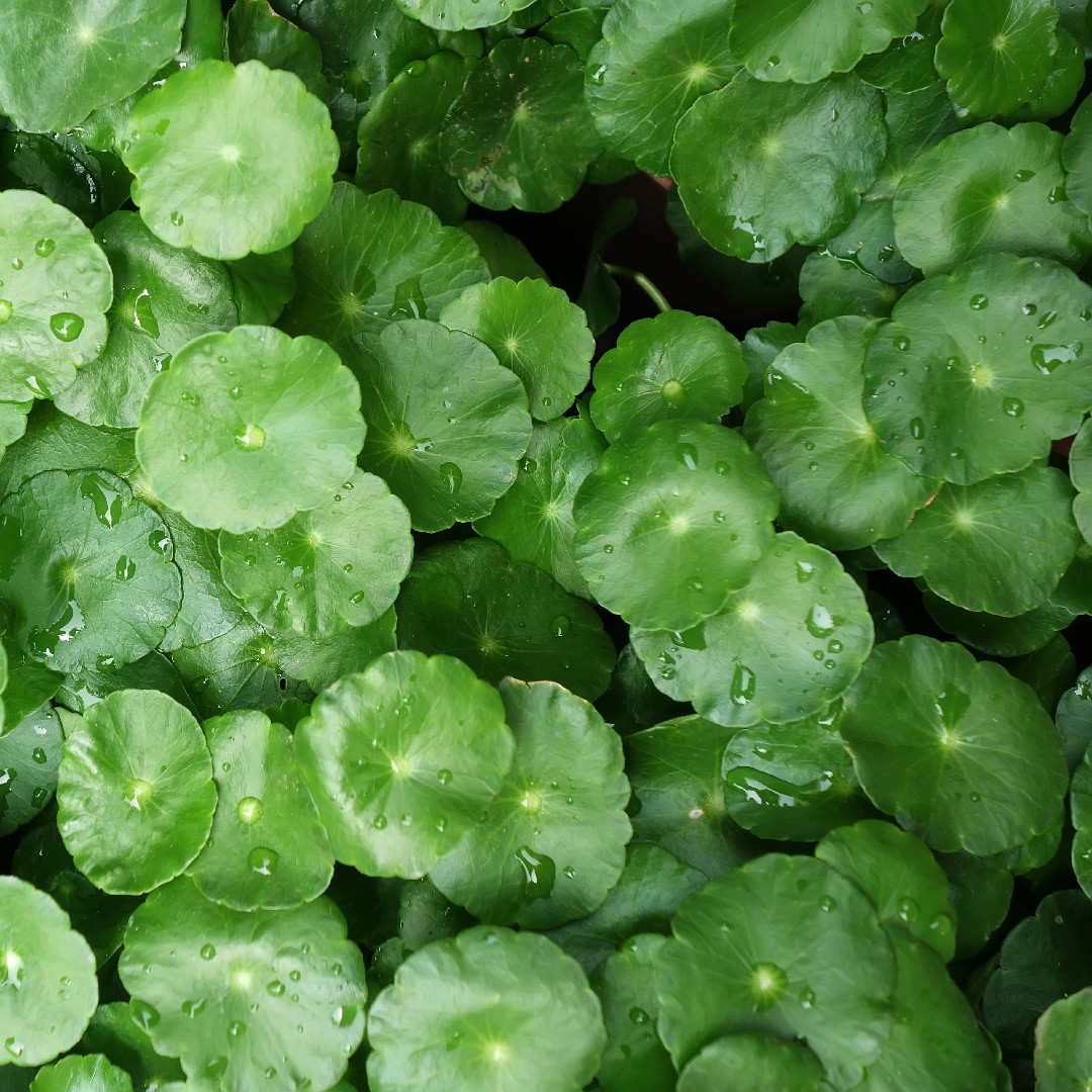 Où pousse le hydrocotyle de buenos aires - PictureThis