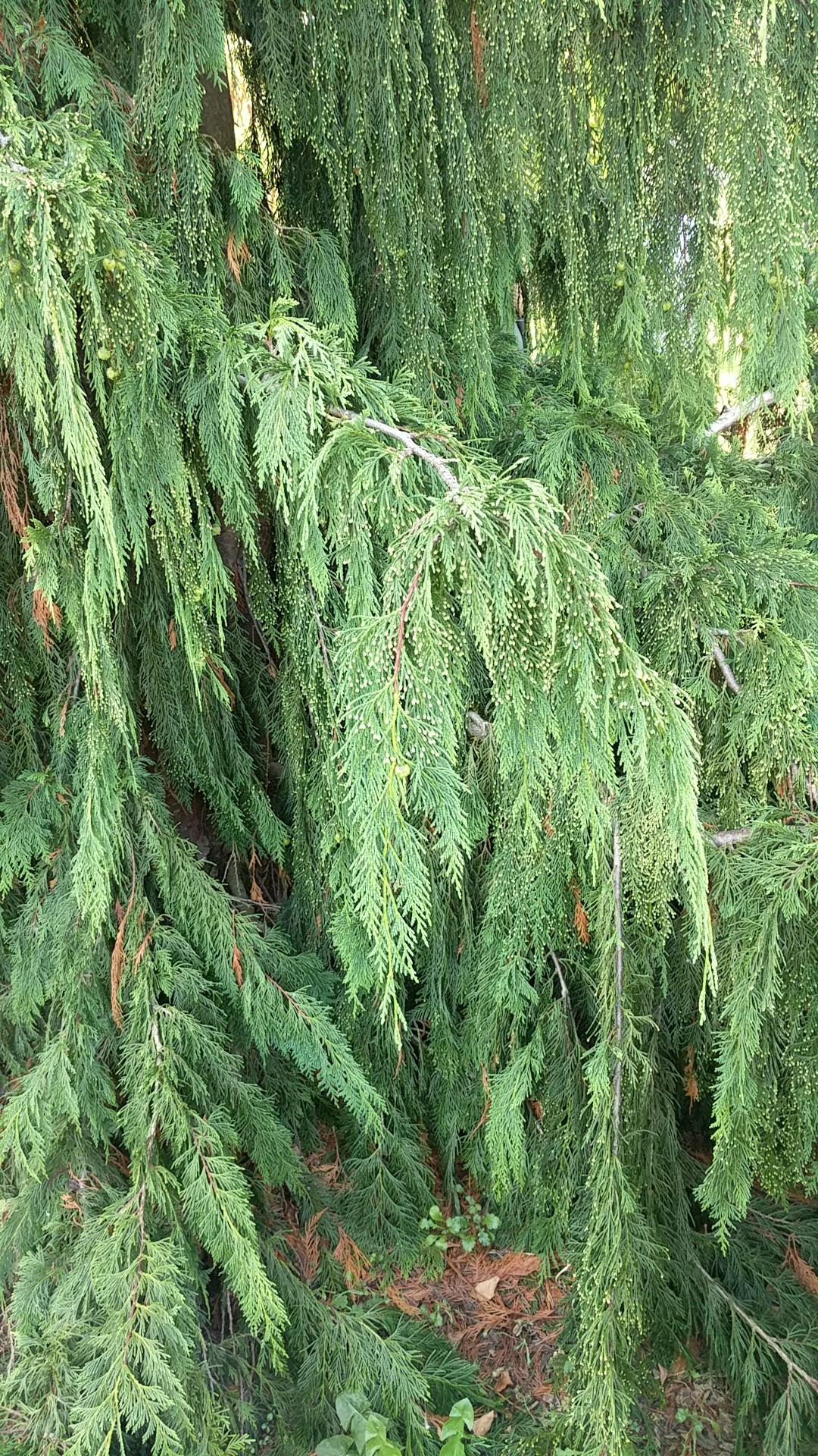 カシミールイトスギ Cupressus Cashmeriana 花言葉 学名 よくある質問 Picturethis